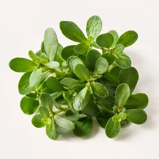Bacopa Monnieri, a memory botanical used in MemoMatrix
