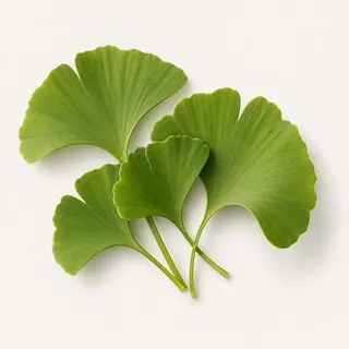 Ginkgo Biloba leaf, a clarity botanical used in MemoMatrix
