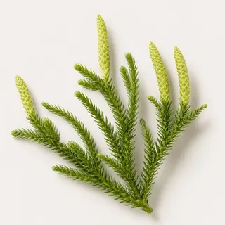 Huperzine A from clubmoss, a memory-support finisher used in MemoMatrix