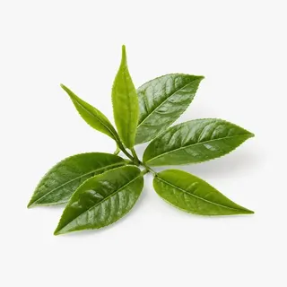 L-Theanine from green tea, a calm-concentration nutrient used in MemoMatrix