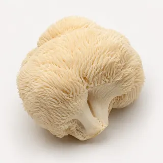 Lion's Mane mushroom, a brain-health ingredient used in MemoMatrix